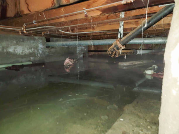 Best Flood damage cleanup  in Montrose, NY